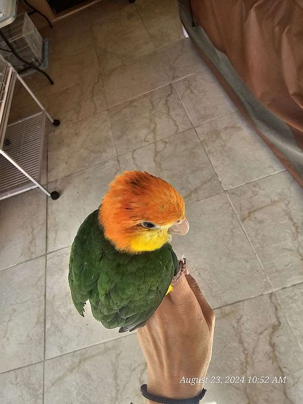 baby-white-bellied-caique-for-sale