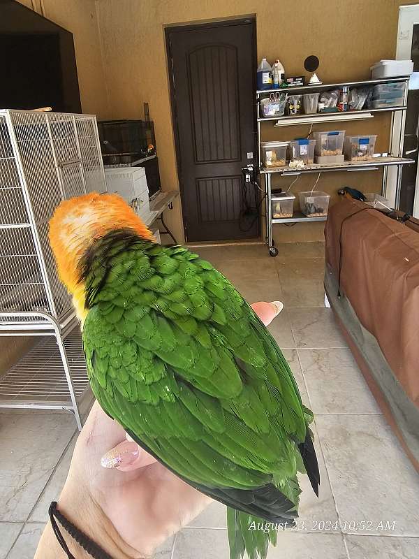 caique-for-sale