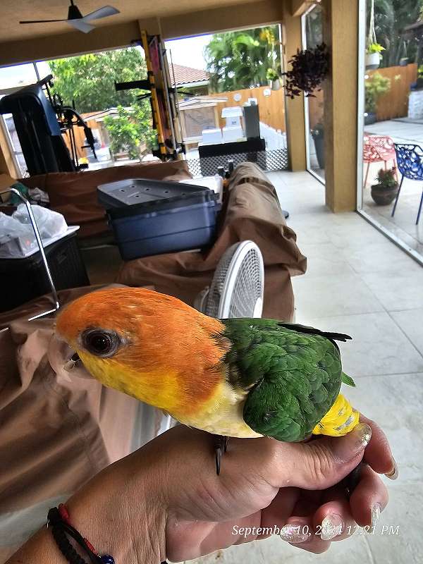 white-bellied-caique-for-sale-in-homestead-fl