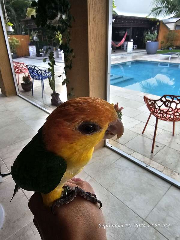 white-bellied-caique-for-sale