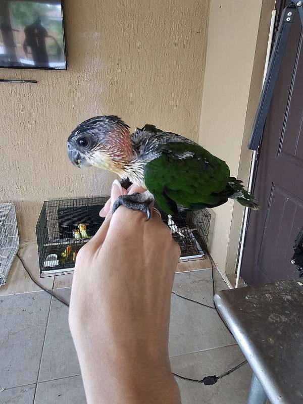 black-headed-caique-for-sale-in-homestead-fl