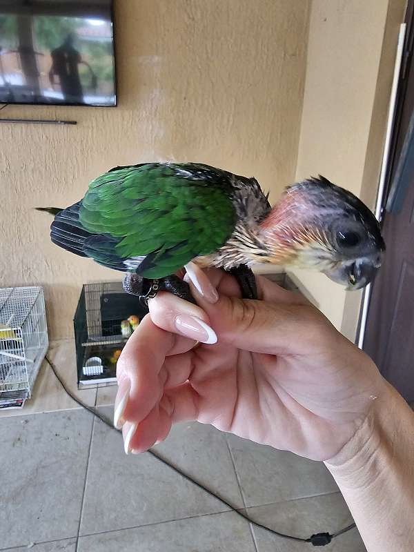 baby-caique-black-headed-caique-for-sale