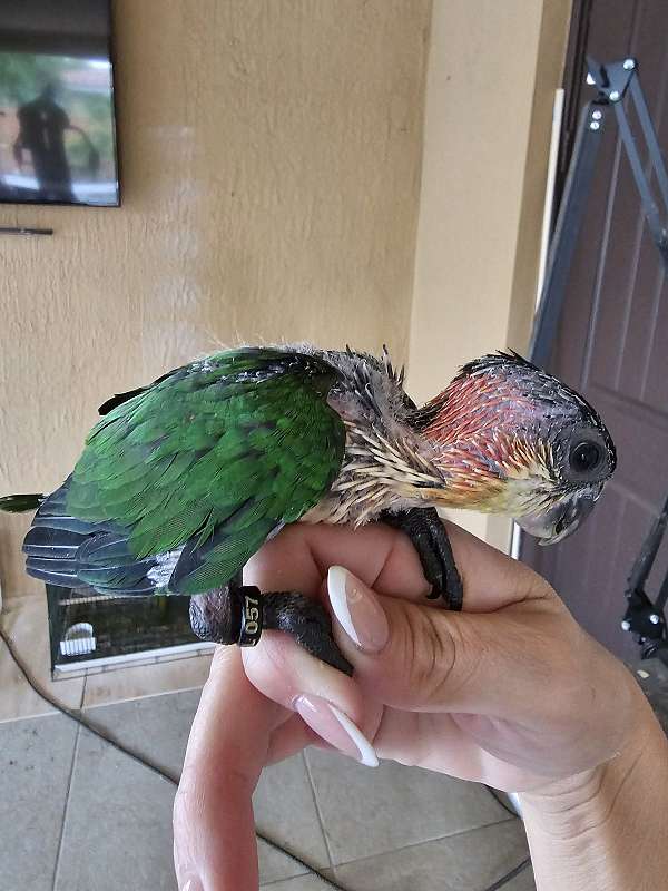 black-headed-caique-for-sale