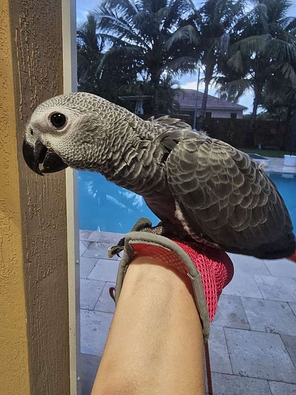 congo-african-grey-parrot-for-sale-in-homestead-fl