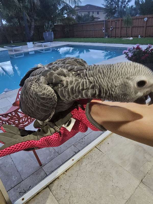 baby-congo-african-grey-parrot-for-sale