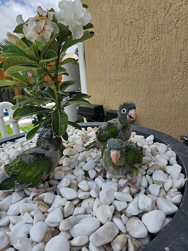 blue-crown-conure-for-sale-in-homestead-fl