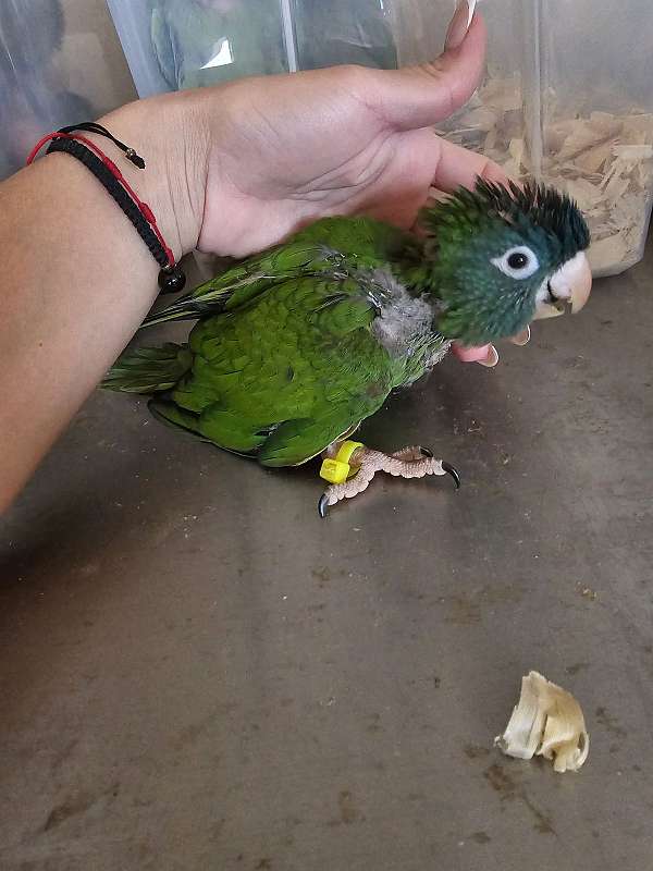 baby-blue-crown-conure-for-sale