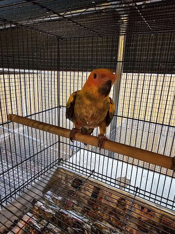 conure-sun-conure-for-sale-in-homestead-fl