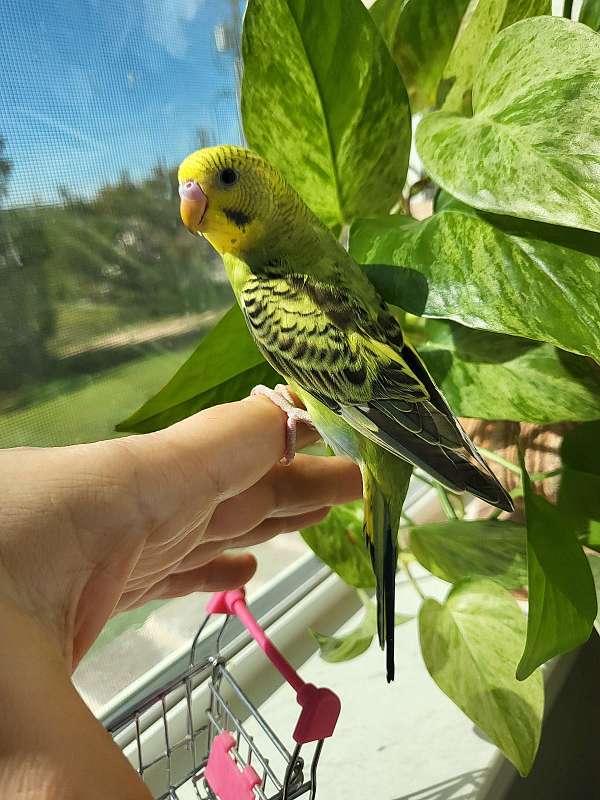 green-pineapple-budgerigar-parakeet-for-sale