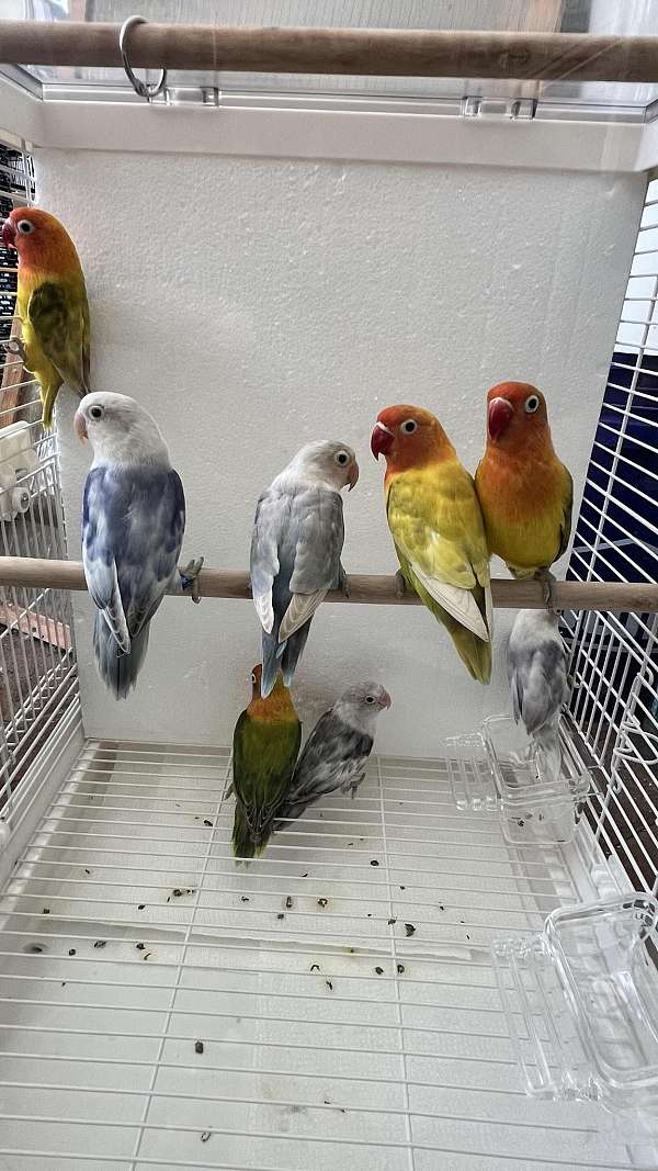 Handfed Fischers Lovebirds (Pastel and Pastel Pieds)