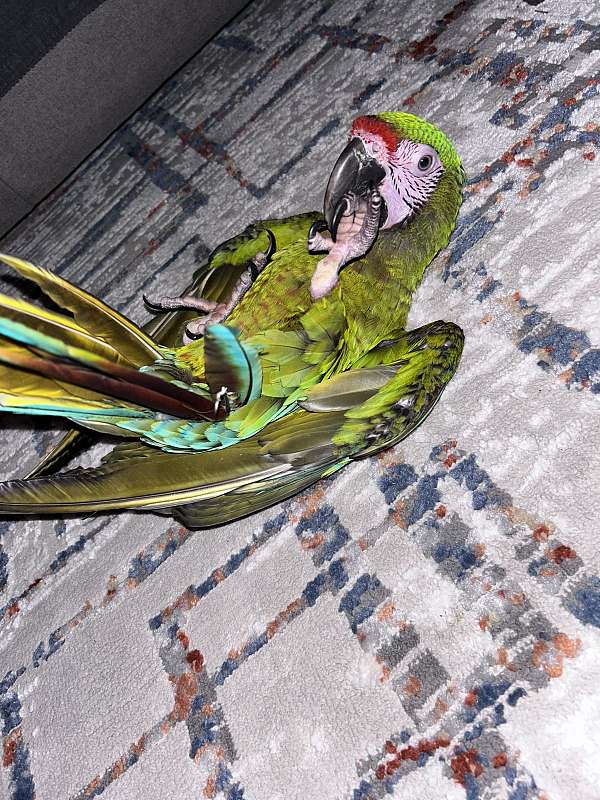 military-macaw-for-sale