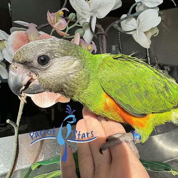 senegal-poicephalus-parrots-for-sale