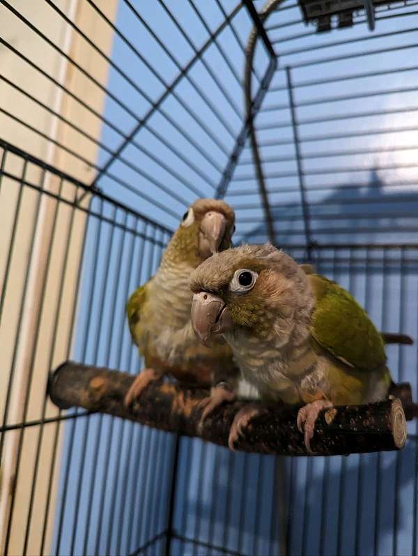 green-cheek-conure-for-sale-in-seymour-tn