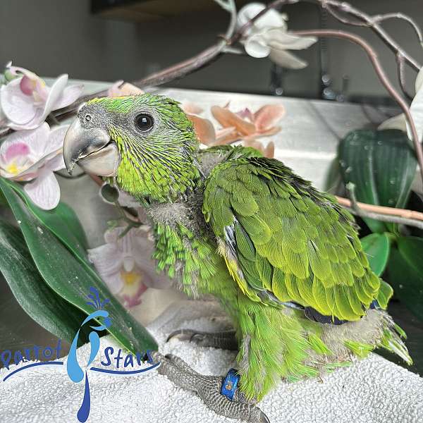 amazon-parrot-for-sale