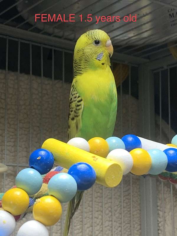 parakeet-for-sale