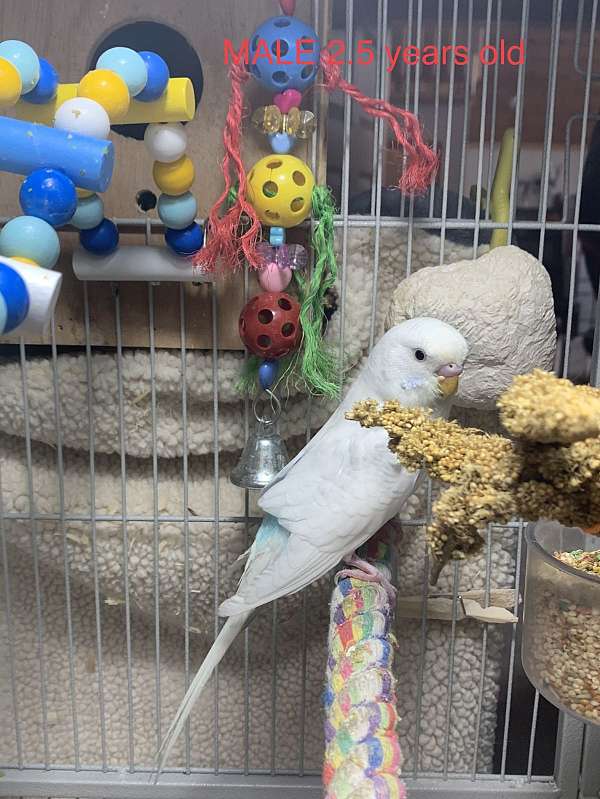 albino-parakeet-for-sale