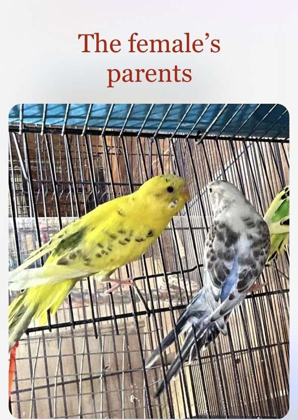 blue-parakeet-for-sale