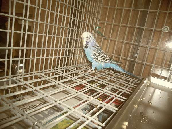 budgerigar-parakeet-for-sale-in-wildomar-ca