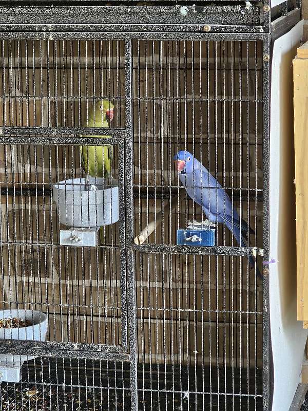 ringneck-parakeet-for-sale-in-katy-tx