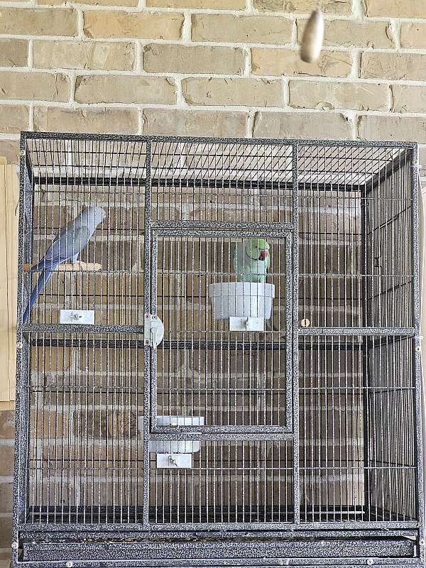 young-bird-for-sale-in-katy-tx