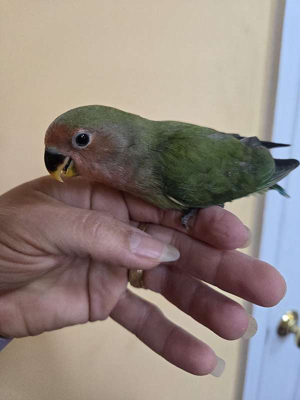 peach-faced-lovebird-for-sale