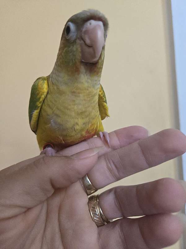 green-cheek-conure-for-sale