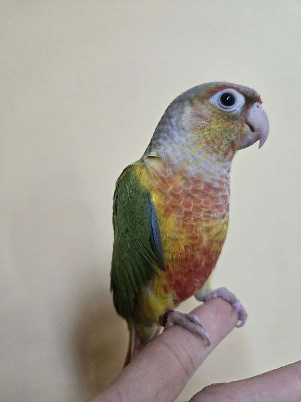 green-cheek-conure-for-sale