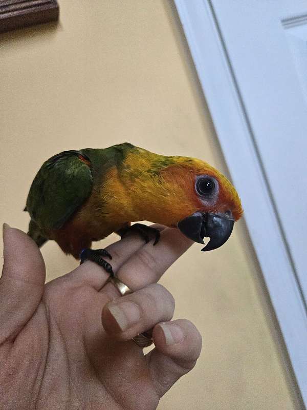 sun-conure-for-sale