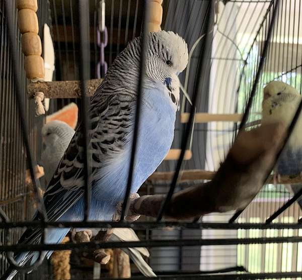 adult-parakeet-for-sale