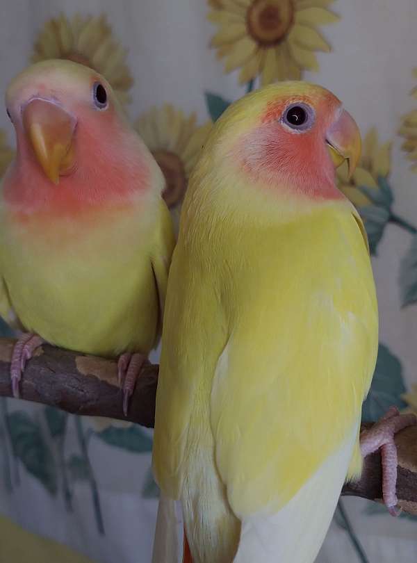 lovebird-for-sale