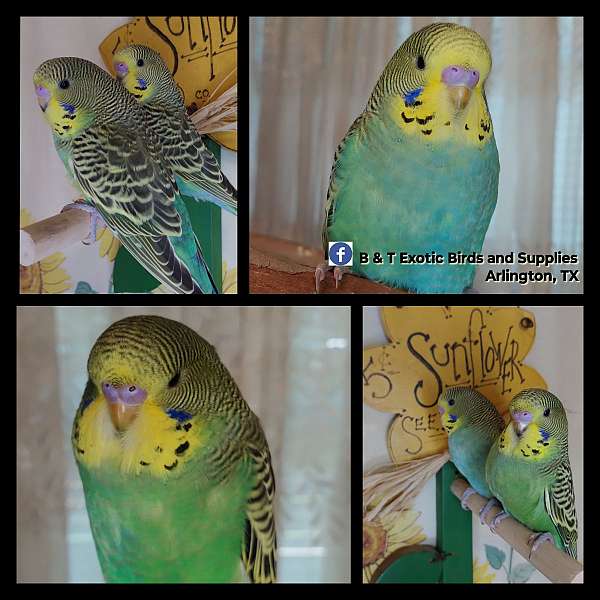 parakeet-for-sale