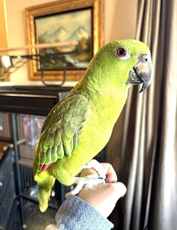 amazon-parrot-for-sale