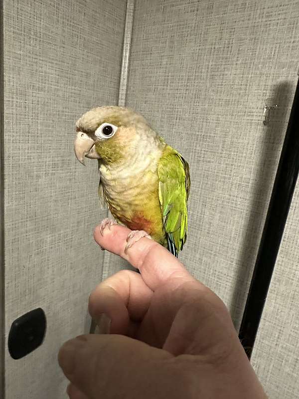 conure-for-sale-in-new-london-nc