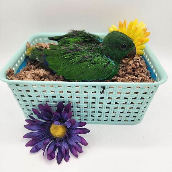 solomon-island-eclectus-parrots-for-sale-in-bryan-tx