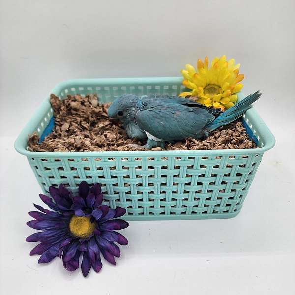 blue-bird-for-sale-in-bryan-tx