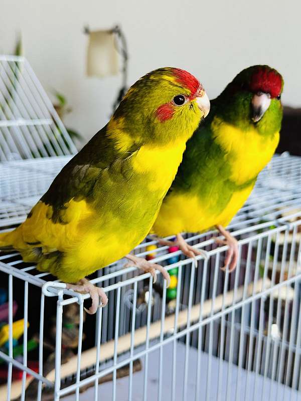 young-bird-for-sale-in-santa-rosa-ca