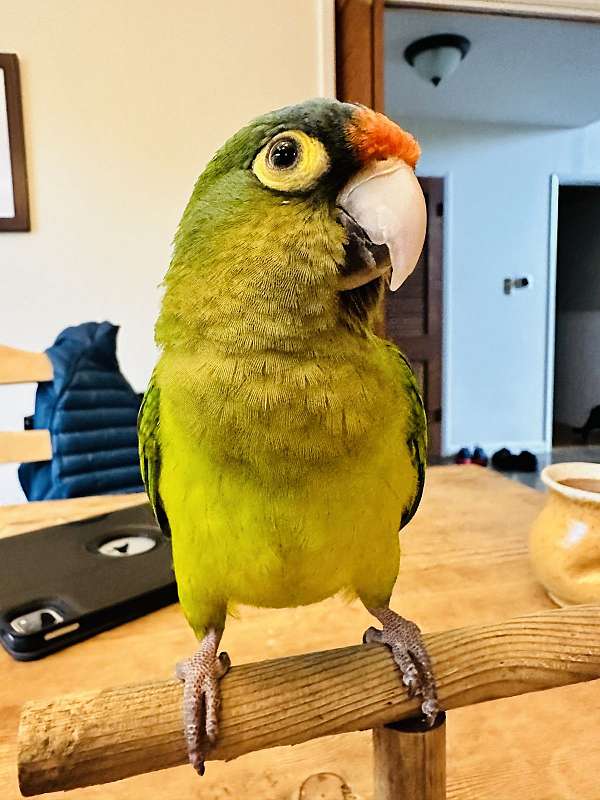 adult-bird-for-sale-in-santa-rosa-ca