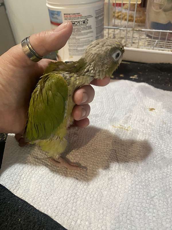 conure-for-sale