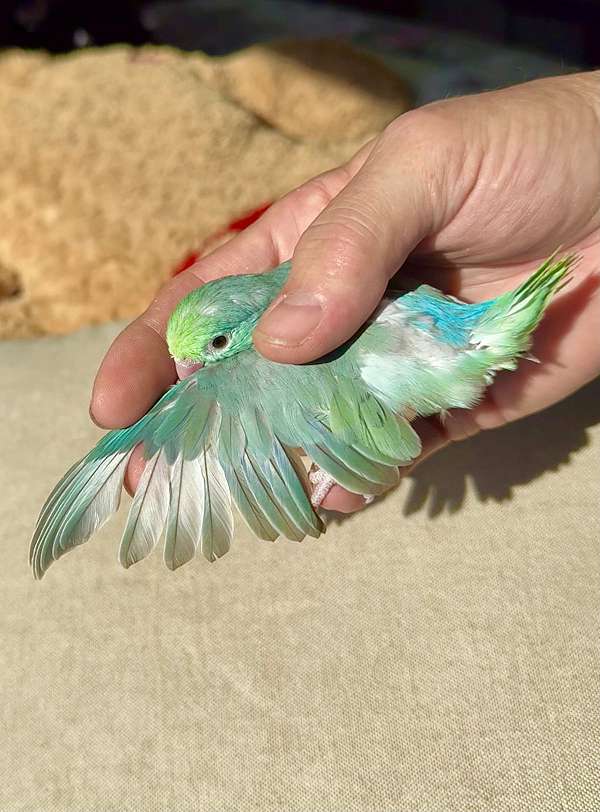 conure-for-sale-in-jacksonville-fl