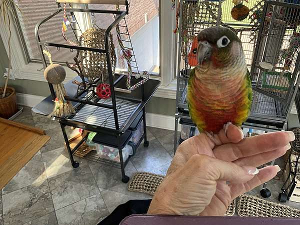 conure-for-sale