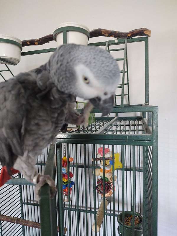 african-grey-parrot-for-sale-in-arlington-tx