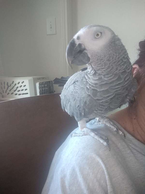 african-grey-parrot-for-sale