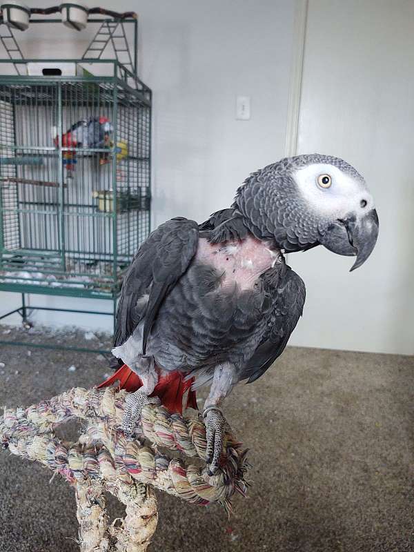 grey-red-bird-for-sale-in-arlington-tx