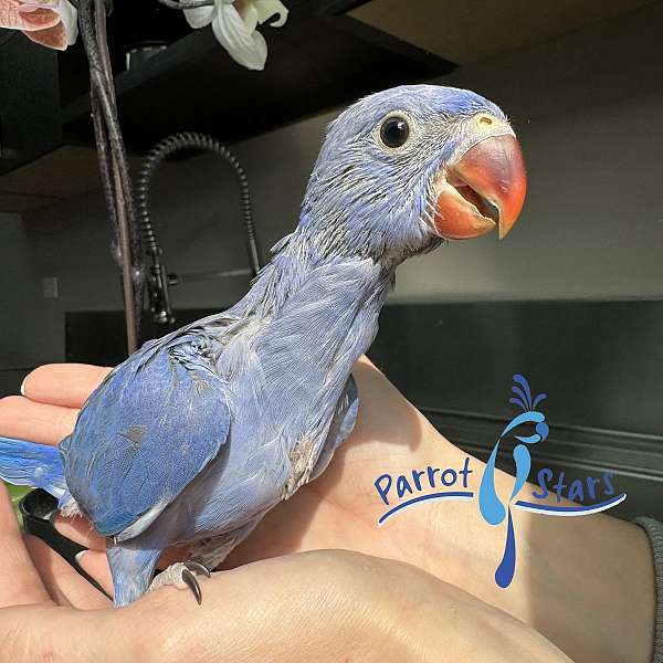 ringneck-parakeet-for-sale