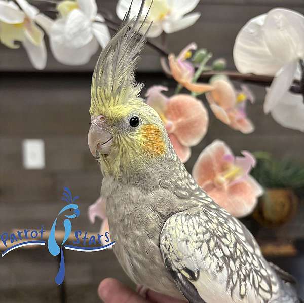 cockatiel-for-sale