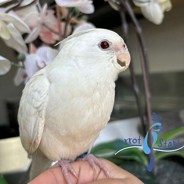 cockatiel-for-sale