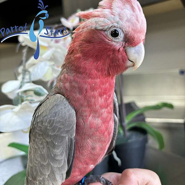 rose-breasted-cockatoo-for-sale