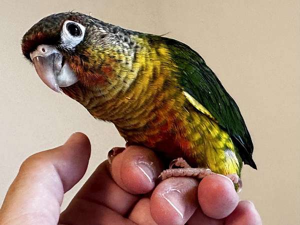 green-cheek-conure-for-sale