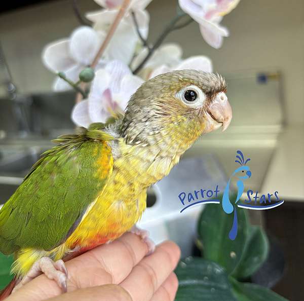 green-cheek-conure-for-sale