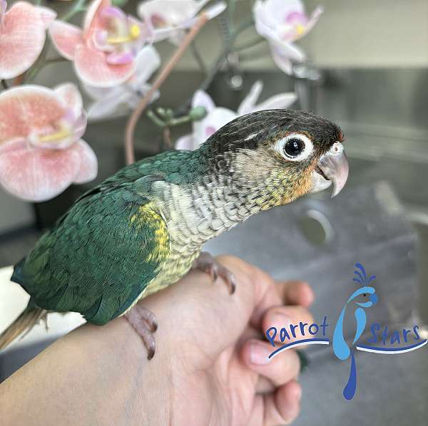 green-cheek-conure-for-sale